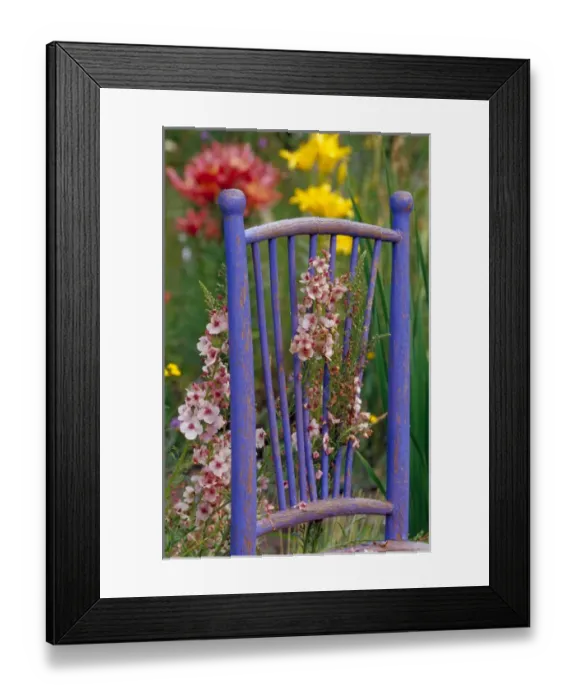 Framed Print : NA, USA, WA, KingCounty, Seattle, Garden, Mixed Flowers & Old Chair Framed Print : NA, USA, WA, KingCounty, Seattle, Garden, Mixed Flowers & Old Chair