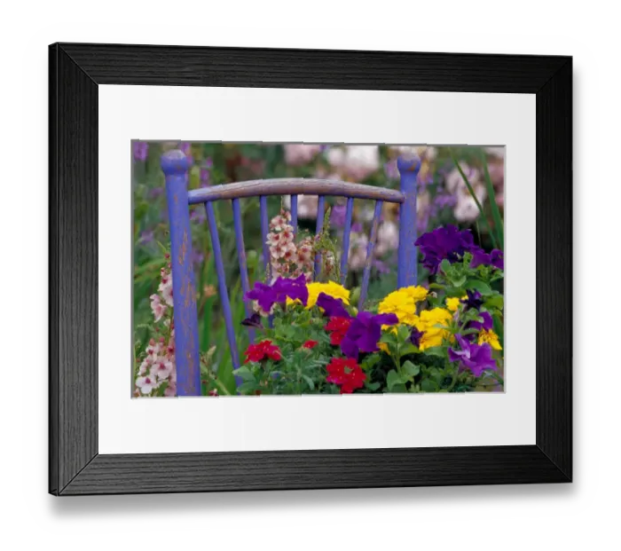 Framed Print : NA, USA, WA, KingCounty, Seattle, Garden, Mixed Flowers & Old Chair Framed Print : NA, USA, WA, KingCounty, Seattle, Garden, Mixed Flowers & Old Chair