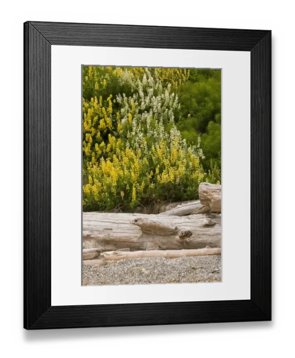 Framed Print : USA, WA, Camano Island. Yellow Bush Lupine (Lupinus arboreus) is native to California Framed Print : USA, WA, Camano Island. Yellow Bush Lupine (Lupinus arboreus) is native to California