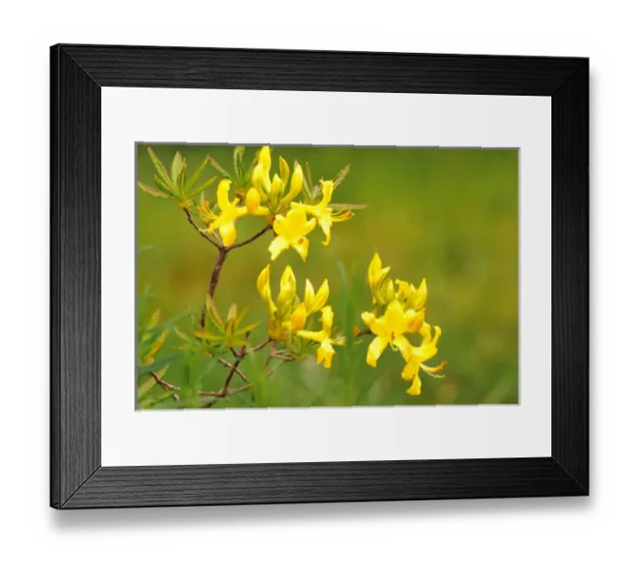 Framed Print : NA, USA, WA, KingCounty, Seattle, Garden, Yellow Azalea