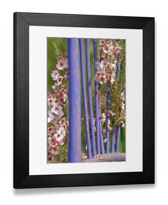 Framed Print : NA, USA, WA, KingCounty, Seattle, Garden, Mixed Flowers & Old Chair