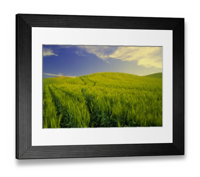 Framed Print : NA, USA, Washington State, Palouse Region, Tracks Running Thru Spring Wheat Field Framed Print : NA, USA, Washington State, Palouse Region, Tracks Running Thru Spring Wheat Field