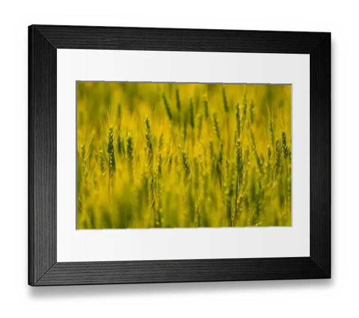Framed Print : NA, USA, Washington State, Palouse Region, Wheat Crop Framed Print : NA, USA, Washington State, Palouse Region, Wheat Crop