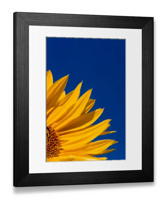 Framed Print : NA, USA, Washington State, Seattle, Sunflower in Blue Sky Framed Print : NA, USA, Washington State, Seattle, Sunflower in Blue Sky