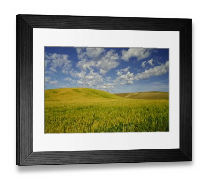 Framed Print : NA, USA, Washington State, Palouse Region, Green Wheat Field & Clouds