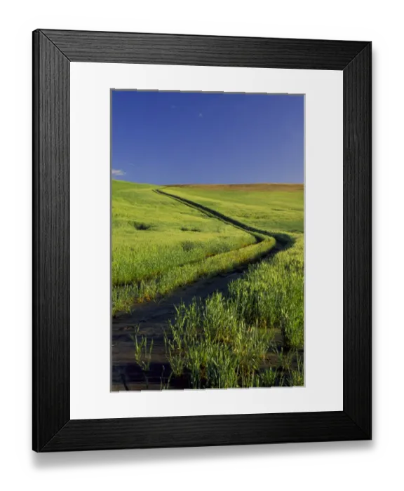 Framed Print : NA, USA, Washington State, Palouse Region, Road Thru Green Wheat Field