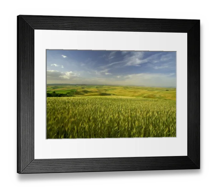 Framed Print : NA, USA, Washington State, Palouse Region, Green Spring Wheat & Rolling Hills Framed Print : NA, USA, Washington State, Palouse Region, Green Spring Wheat & Rolling Hills