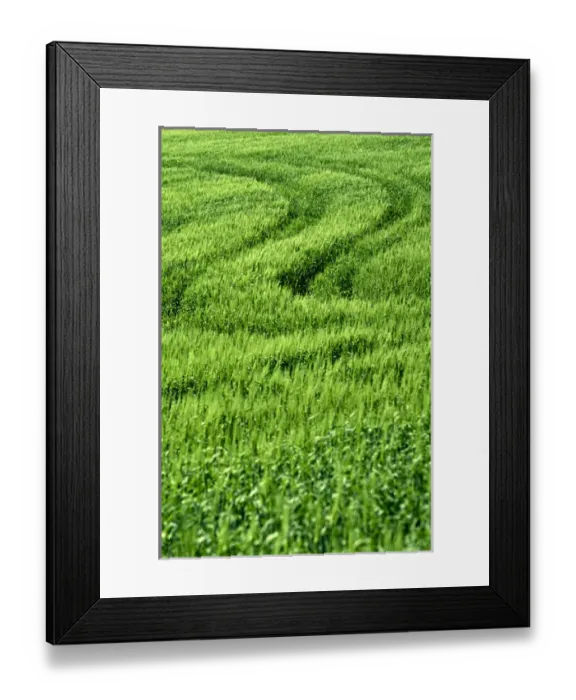 Framed Print : NA, USA, Washington State, Palouse Region, Track in Green Spring Wheat Field