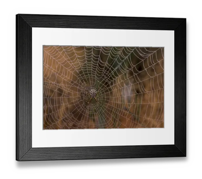 Framed Print : NA, USA, Washington State, SW, Spider in Web Framed Print : NA, USA, Washington State, SW, Spider in Web