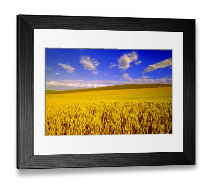 Framed Print : NA, USA, Washington State, Palouse Region, Harvest Time Wheat Crop Framed Print : NA, USA, Washington State, Palouse Region, Harvest Time Wheat Crop