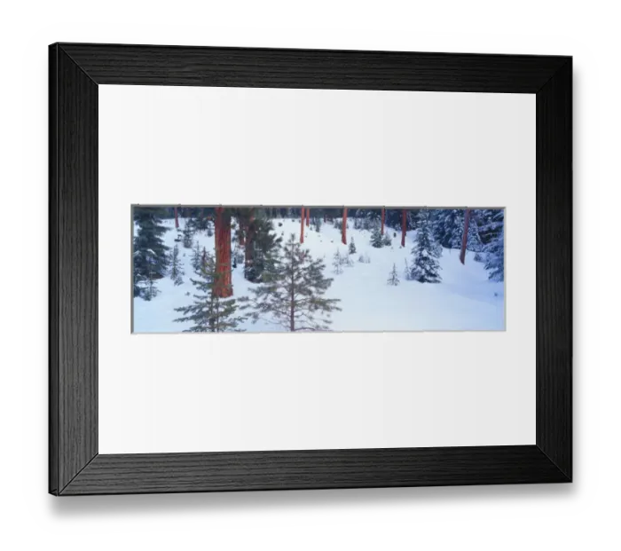 Framed Print : NA, USA, Washinton State, Loup Loup Pass, Snow Covered Ponderosa Pines Framed Print : NA, USA, Washinton State, Loup Loup Pass, Snow Covered Ponderosa Pines