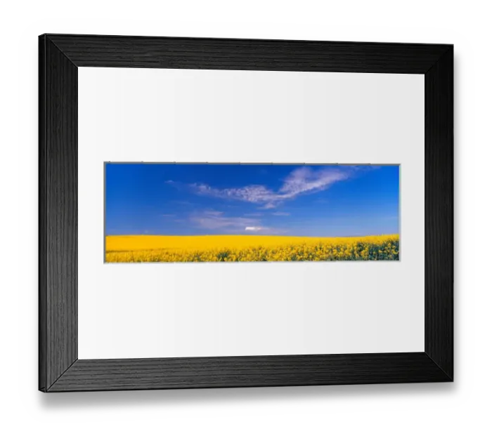 Framed Print : NA, USA, Washinton State, Canola Field in Bloom Framed Print : NA, USA, Washinton State, Canola Field in Bloom