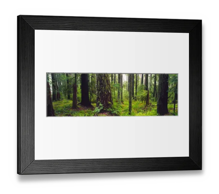 Framed Print : NA, USA, Washinton State, Olympic National Park, Old Growth Forest Sol Duc Rainforest Framed Print : NA, USA, Washinton State, Olympic National Park, Old Growth Forest Sol Duc Rainforest