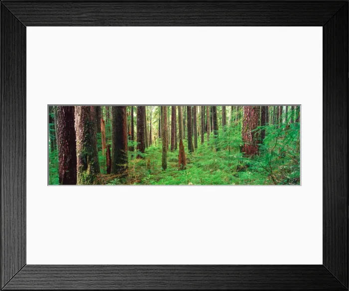 Framed Print : NA, USA, Washinton State, Olympic National Park, Sol Duc Rainforest, Old Growth Forest