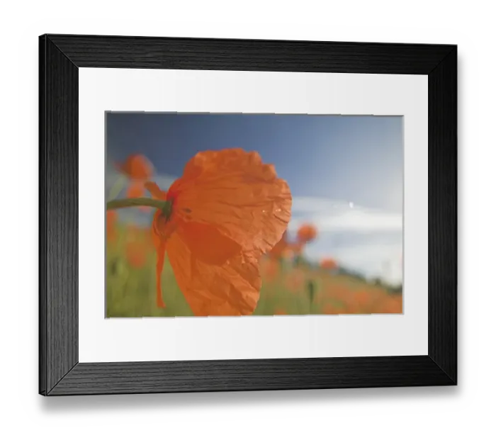 Framed Print : NA, USA, Washington State, Colfax, Fire Poppies Growing in the Palouse Region of Washington Framed Print : NA, USA, Washington State, Colfax, Fire Poppies Growing in the Palouse Region of Washington
