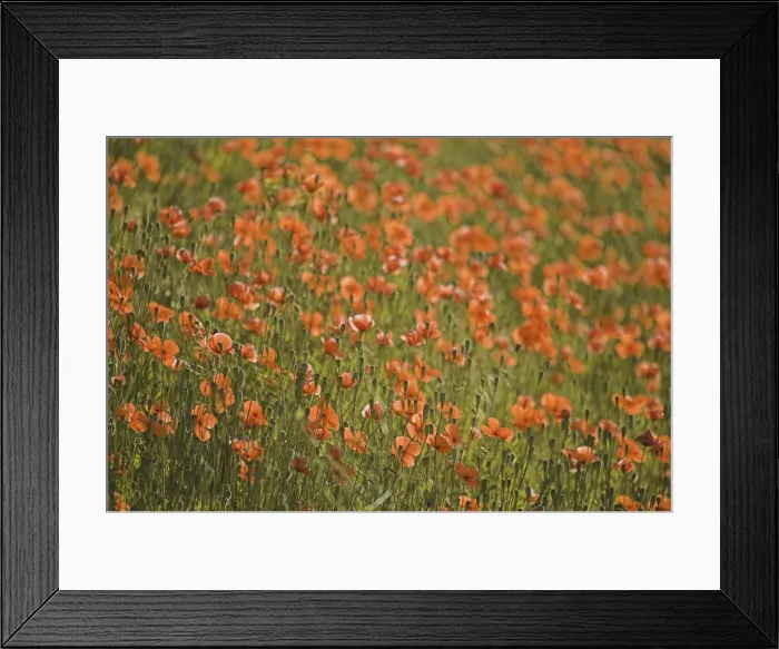 Framed Print : NA, USA, Washington State, Colfax, Fire Poppies Growing in the Palouse Region of Washington Framed Print : NA, USA, Washington State, Colfax, Fire Poppies Growing in the Palouse Region of Washington