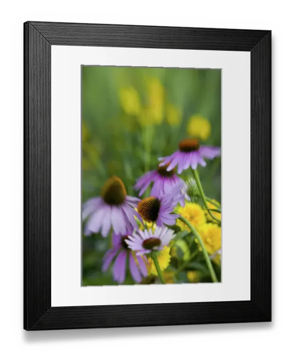 Framed Print : NA, USA, Washington State, Seattle, Backyard Garden in Full Bloom, Selective Focus Image Framed Print : NA, USA, Washington State, Seattle, Backyard Garden in Full Bloom, Selective Focus Image