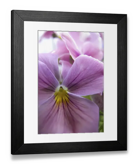 Framed Print : NA, USA, Washington State, Uniontown, Garden Flowers Framed Print : NA, USA, Washington State, Uniontown, Garden Flowers