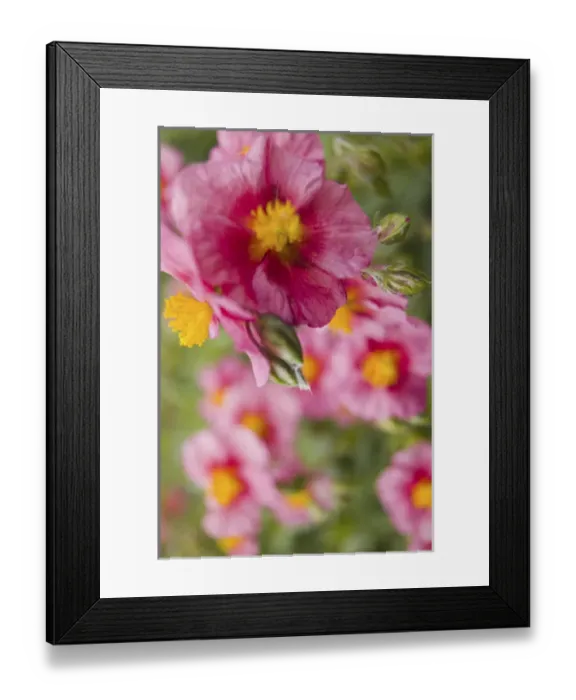 Framed Print : NA, USA, Washington State, Uniontown, Garden Flowers Framed Print : NA, USA, Washington State, Uniontown, Garden Flowers
