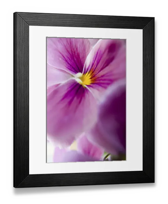 Framed Print : NA, USA, Washington State, Uniontown, Garden Flowers Framed Print : NA, USA, Washington State, Uniontown, Garden Flowers