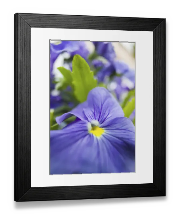 Framed Print : NA, USA, Washington State, Uniontown, Garden Flowers Framed Print : NA, USA, Washington State, Uniontown, Garden Flowers