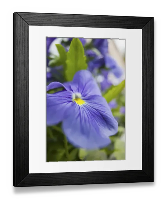 Framed Print : NA, USA, Washington State, Uniontown, Garden Flowers
