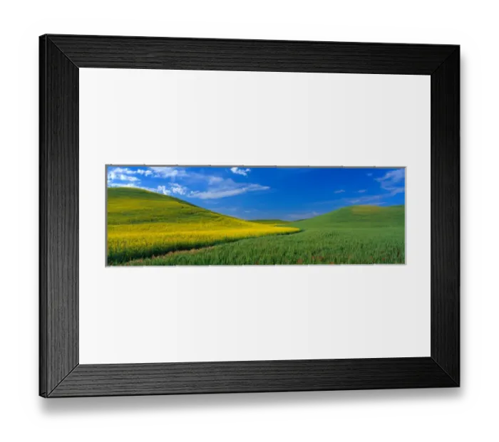 Framed Print : NA, USA, WA, Whitman County, Colfax, Canola and Wheat Feilds Spring Framed Print : NA, USA, WA, Whitman County, Colfax, Canola and Wheat Feilds Spring