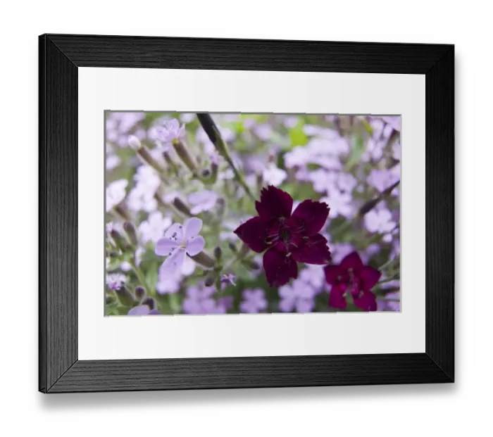 Framed Print : NA, USA, Washington State, Uniontown, Garden Flowers, Assorted flowers