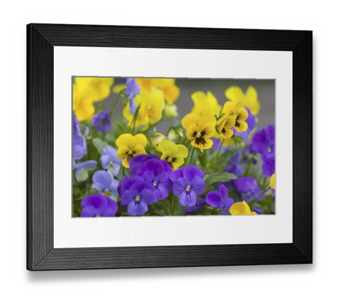 Framed Print : NA, USA, WashingtonState, Seattle, Backyard Flowers, Lavendar and Yellow Pansies