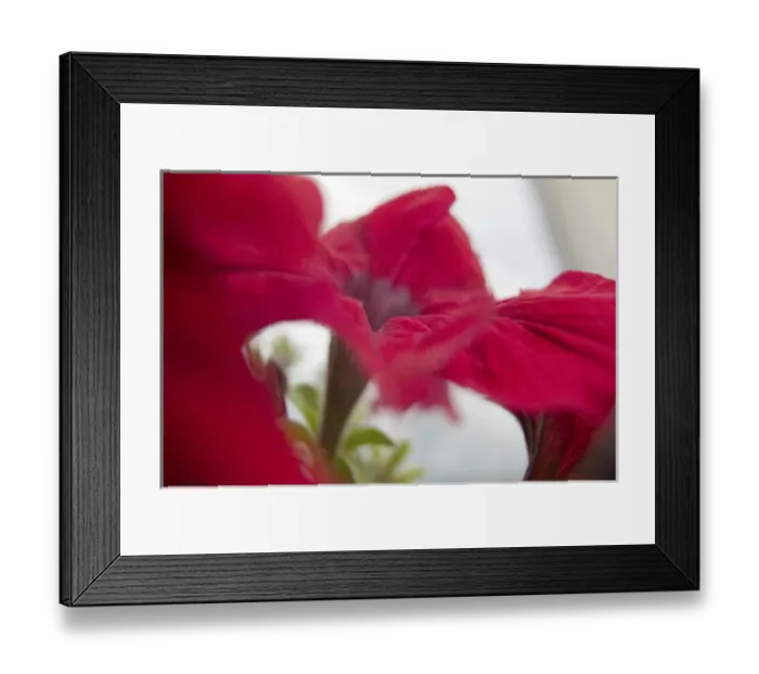Framed Print : NA, USA, Washington State, Uniontown, Garden Flowers Framed Print : NA, USA, Washington State, Uniontown, Garden Flowers