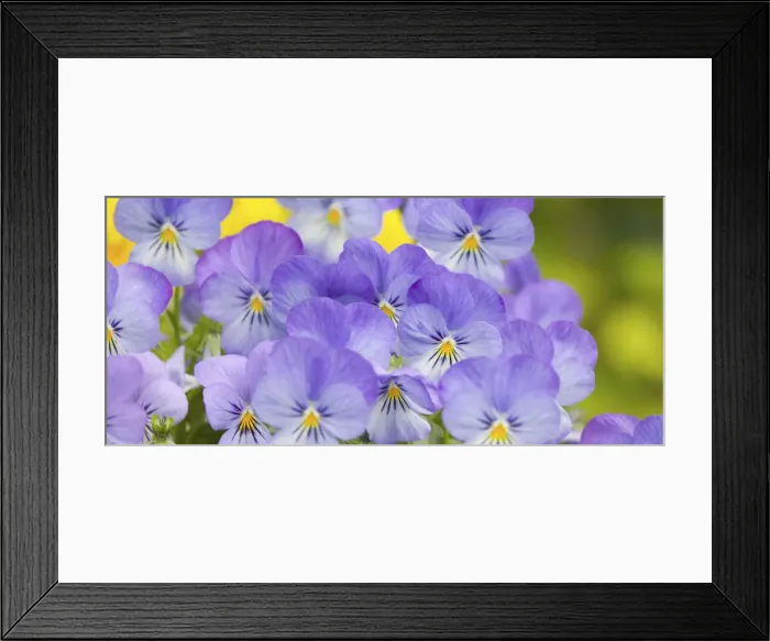 Framed Print : NA, USA, WashingtonState, Seattle, Backyard Flowers, Lavendar and Yellow Pansies Framed Print : NA, USA, WashingtonState, Seattle, Backyard Flowers, Lavendar and Yellow Pansies
