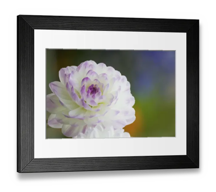 Framed Print : NA, USA, WashingtonState, Seattle, Backyard Flowers, Purple edged White Dahlia in full bloom Framed Print : NA, USA, WashingtonState, Seattle, Backyard Flowers, Purple edged White Dahlia in full bloom