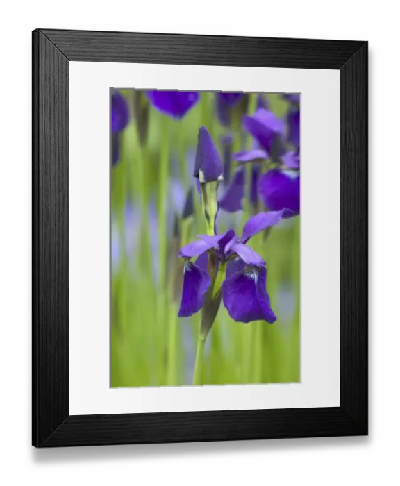 Framed Print : NA, USA, WashingtonState, Seattle, Backyard Flowers, Purple Irs in Bloom