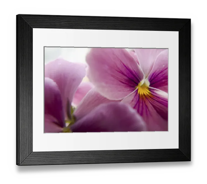 Framed Print : NA, USA, Washington State, Uniontown, Garden Flowers Framed Print : NA, USA, Washington State, Uniontown, Garden Flowers