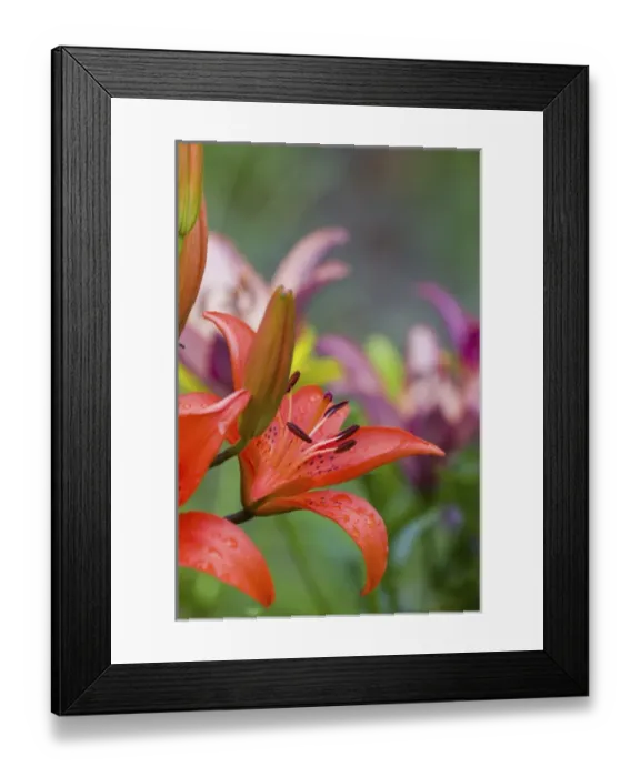 Framed Print : NA, USA, WashingtonState, Seattle, Backyard Flowers, Red Lilly in Bloom Framed Print : NA, USA, WashingtonState, Seattle, Backyard Flowers, Red Lilly in Bloom