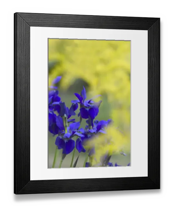 Framed Print : NA, USA, WashingtonState, Seattle, Backyard Flowers, Purple Irs in Bloom