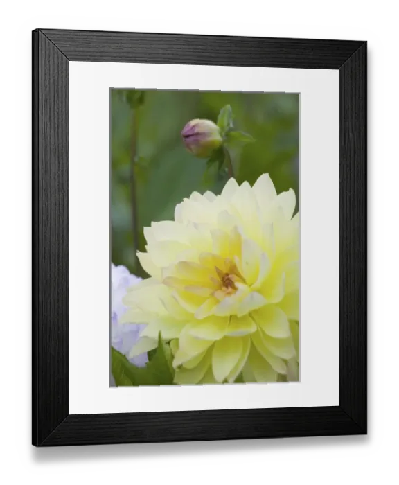 Framed Print : NA, USA, WashingtonState, Seattle, Backyard Flowers, Yellow Dahlia in bloom Framed Print : NA, USA, WashingtonState, Seattle, Backyard Flowers, Yellow Dahlia in bloom