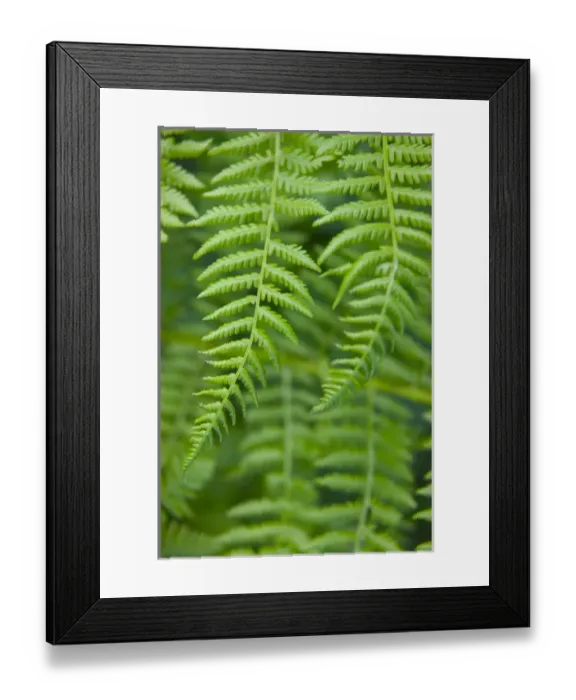 Framed Print : North America, USA, Washington, Olympic National Park, Selective Focus of Fresh Geen Framed Print : North America, USA, Washington, Olympic National Park, Selective Focus of Fresh Geen