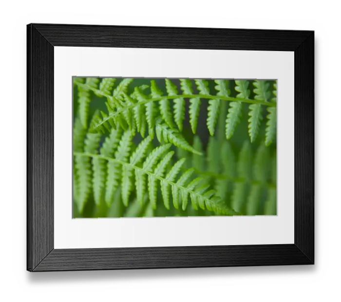 Framed Print : North America, USA, Washington, Olympic National Park, Selective Focus of Fresh Geen