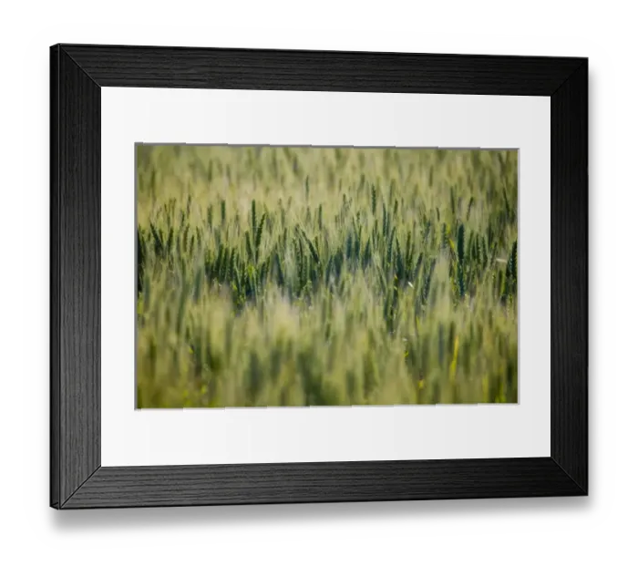 Framed Print : North America, USA, Washington, Palouse Country, Selective Focus of Spring Green Wheat Framed Print : North America, USA, Washington, Palouse Country, Selective Focus of Spring Green Wheat