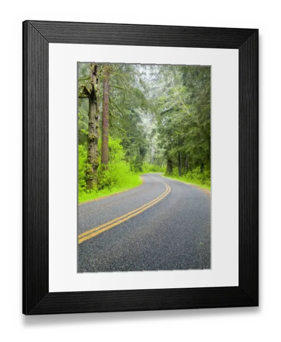 Framed Print : North America, USA, Washington, Olympic National Park, Road Leading Through the Northern Framed Print : North America, USA, Washington, Olympic National Park, Road Leading Through the Northern
