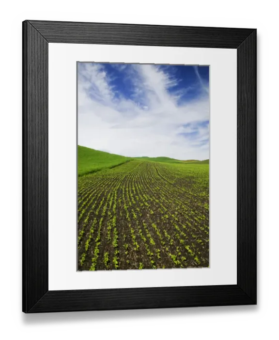 Framed Print : North America, USA, Idaho, Palouse Country, Spring Field of Peas and Wheat Running through Framed Print : North America, USA, Idaho, Palouse Country, Spring Field of Peas and Wheat Running through