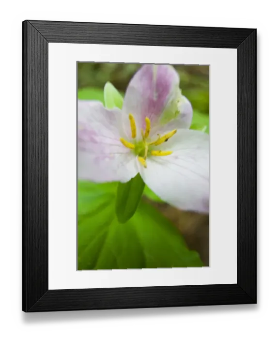 Framed Print : North America, USA, Washington, Olympic National Park, Spring Trillium in bloom Framed Print : North America, USA, Washington, Olympic National Park, Spring Trillium in bloom