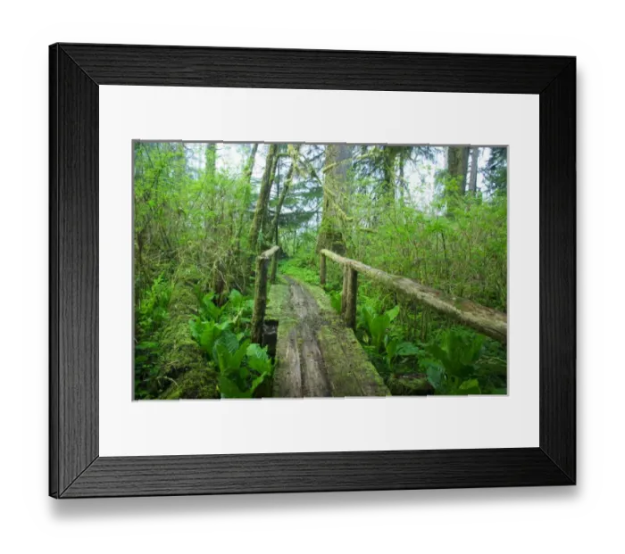 Framed Print : North America, USA, Washington, Bogachiel Stae Park, Spring Hiking Trail in Bogachiel Framed Print : North America, USA, Washington, Bogachiel Stae Park, Spring Hiking Trail in Bogachiel
