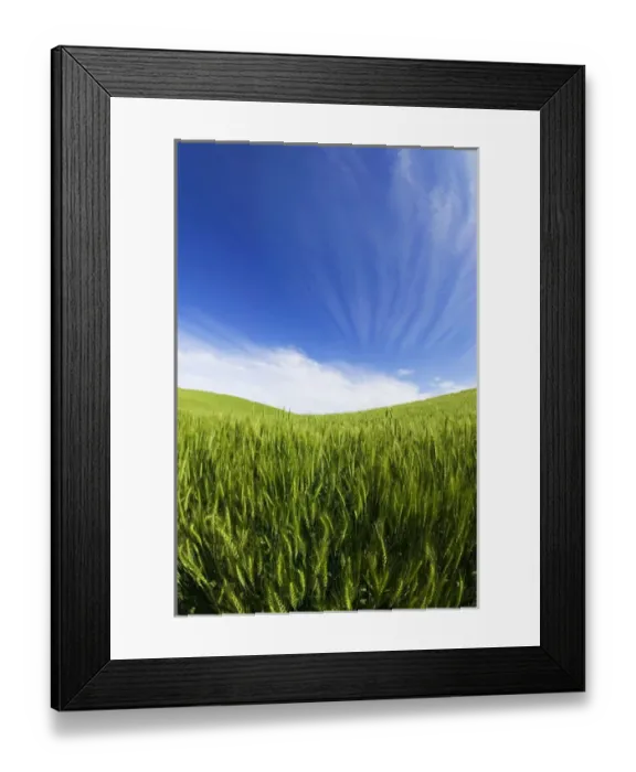 Framed Print : North America, USA, Washington, Palouse Counrty, Rolling Hills of Spring Wheat and Wild Framed Print : North America, USA, Washington, Palouse Counrty, Rolling Hills of Spring Wheat and Wild