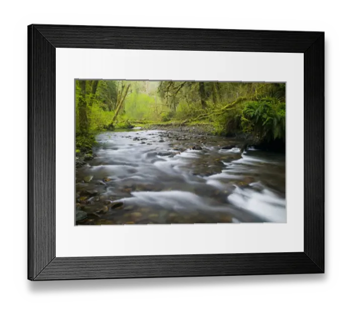Framed Print : NA, USA, Washington, Olympic National Park, Hoh Rainforest, Spring Stream and fresh green
