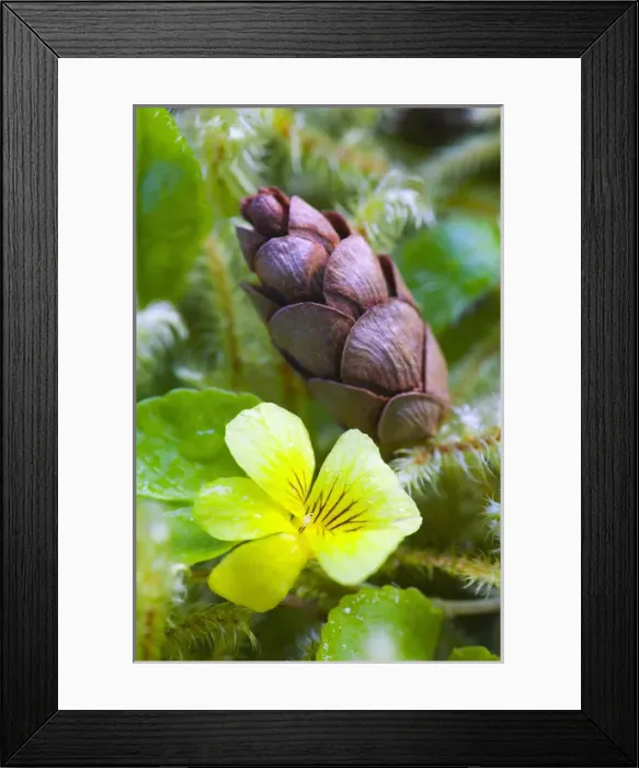 Framed Print : North America, USA, Washington, Olympic National Park, Hoh Rain Forest, Spring Yellow Viola Framed Print : North America, USA, Washington, Olympic National Park, Hoh Rain Forest, Spring Yellow Viola