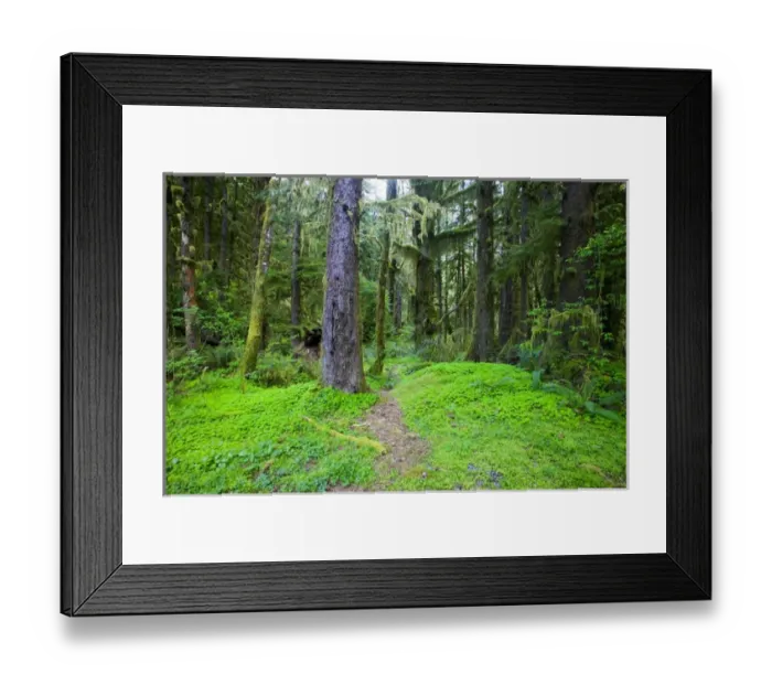 Framed Print : North America, USA, Washington, Olympic National Park, Shamrock Lined Hiking Trail in Framed Print : North America, USA, Washington, Olympic National Park, Shamrock Lined Hiking Trail in