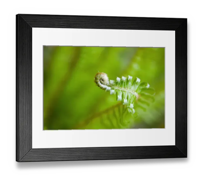 Framed Print : NA, USA, Washington, Olympic National Park, Hoh Rain Forest Spring Fern