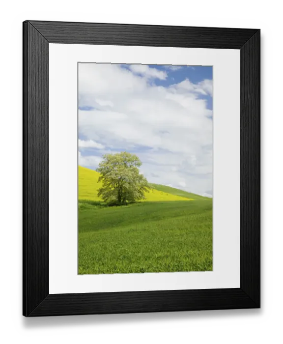 Framed Print : North America, USA, Washington, Colfax, Lone Blooming Tree in Field of Canola and Wheat Framed Print : North America, USA, Washington, Colfax, Lone Blooming Tree in Field of Canola and Wheat